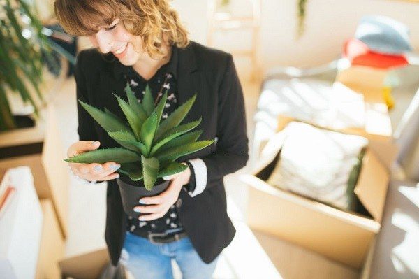 Take Cleaning to the Next Level with These Houseplants 1